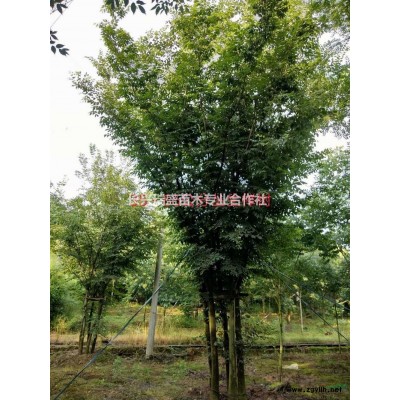 長興瑞盛苗木專業合作社，優惠專供多枝樸樹，多枝烏桕，多枝紫薇