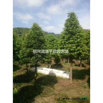 香榧果樹苗 小苗大苗