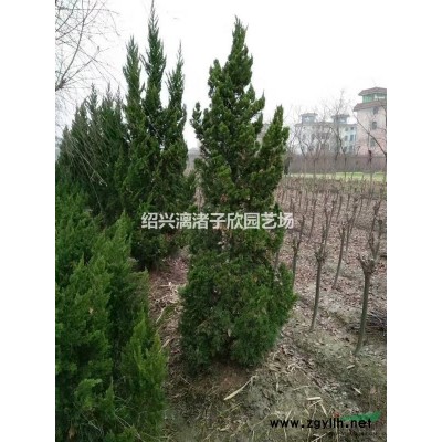 核桃果樹苗 大苗 小苗