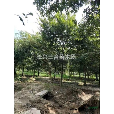 浙江地區供應12-18櫸樹