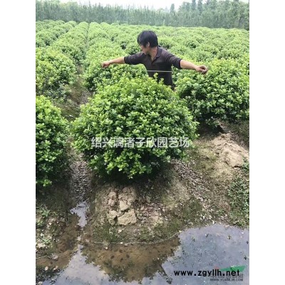 精品春鵑大杯 高度30厘米 冠副25厘米