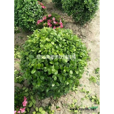 茶梅造型 金字塔