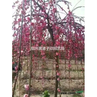 精品桂花籬笆苗 八月桂