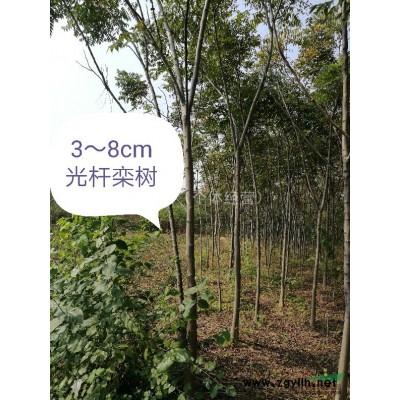 馬尼拉草坪