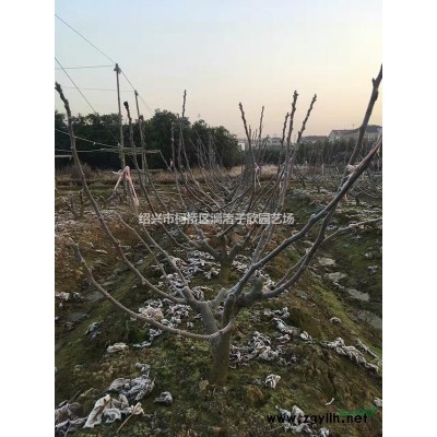 精品獨桿小桂花八月桂 地徑1公分至4公分