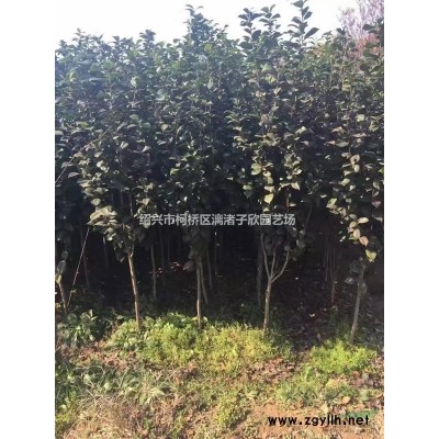 精品桂花五彩桂小杯苗