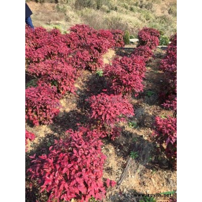 浙江火焰南天竹8介紹