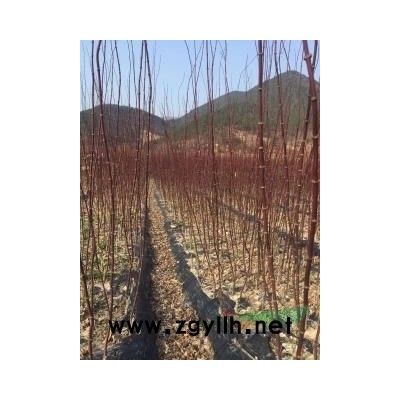 紅豆杉12公分南方紅豆杉占地苗便宜