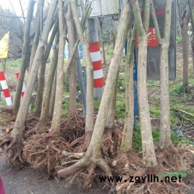 紅豆杉7-10公分處理10公分12公分15公分免費挖