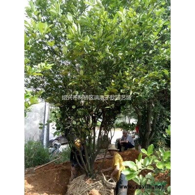 李子樹 紅心李 黑布朗果樹苗 大苗，小苗
