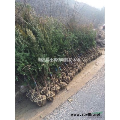 苦丁茶12公分苦丁茶10公分價格 8公分處理