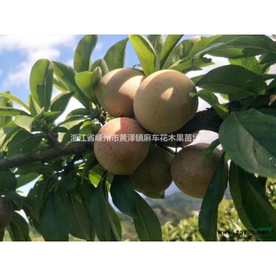 浙江[產品]/浙江大量桃形李，現在口味已到*好 桃形李樹苗5價格/報價