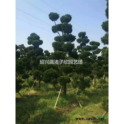 茶梅樹 2至8公分