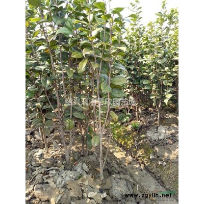 精品茶梅冠副1米5 高度1.3米 矮腳茶梅