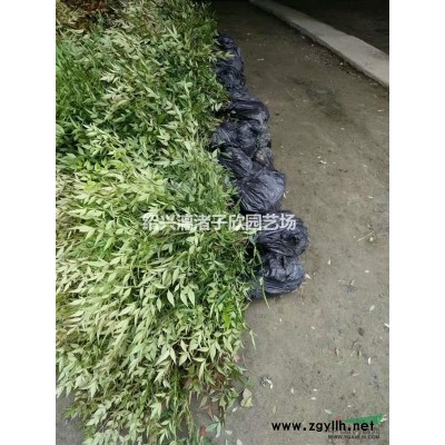 精品茶花柱子