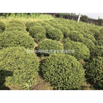 精品茶花冠副1.2米