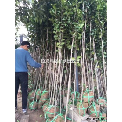 大量小杯無(wú)刺枸骨 高度35厘米左右