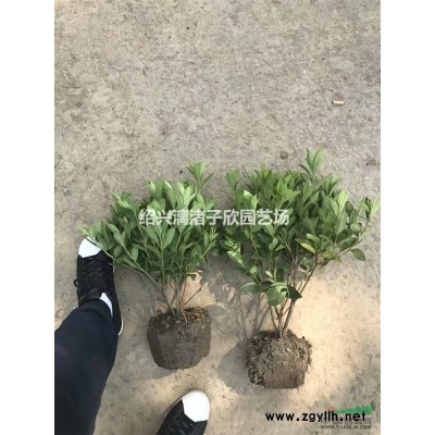 金邊黃楊地栽小苗 高度30厘米至50厘米