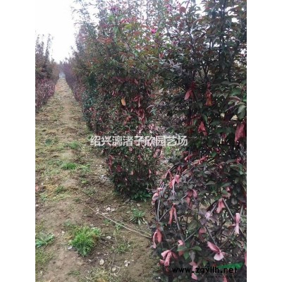 大量精品叢生紅葉李 冠副1.5米至3米