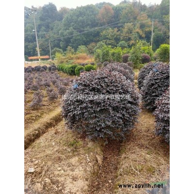 胡柚果樹苗 小苗，冠副50厘米到5米