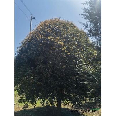 八月桂9圖片\八月桂9報價
