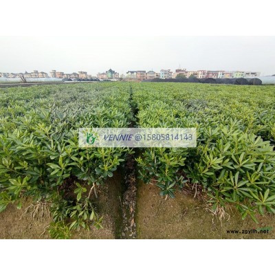 金邊黃楊綠化小苗-產地直銷