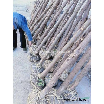 大量茶苗 黃金芽 烏牛早 西湖龍井43 浙農117 白茶等茶