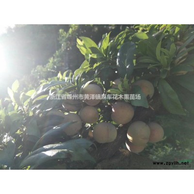 優質特價大量桃形李，現在口味已到*好 桃形李樹苗產地直銷