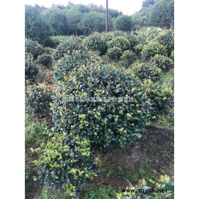 精品紅花繼木球 冠副1米-1.5米 高度90厘米至1.4米