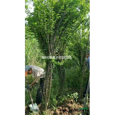 精品茶花 冠副1.5米