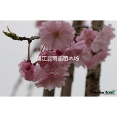 浙江地區供應火焰紅葉石楠球