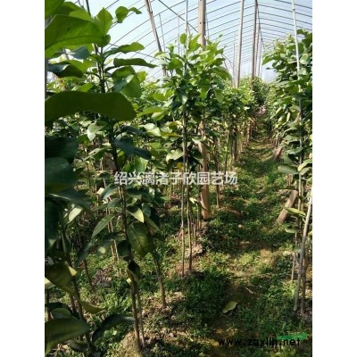 造型精品五針松 適合別墅 高檔小區 造型優美
