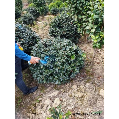 貼梗海棠球 冠副80厘米至1.2米 自產(chǎn)自銷(xiāo)