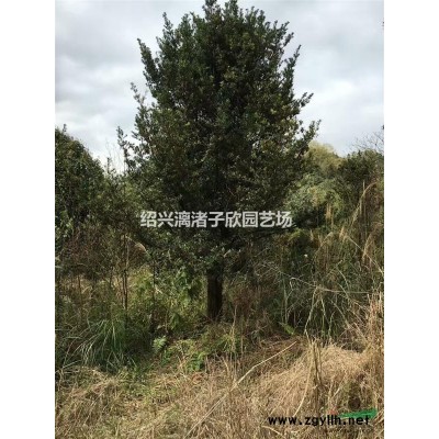大量精品地栽紅葉石楠小毛球
