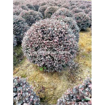 大量紅豆杉小苗   0.5公分至3公分