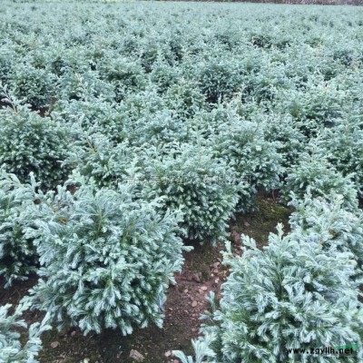 藍色波爾瓦3行情報價\藍色波爾瓦3圖片展示