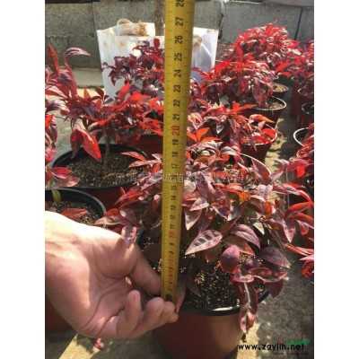 浙江藍色波爾瓦2