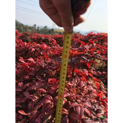 火焰南天竹2*新價格/火焰南天竹2報價