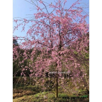 供應垂枝櫻花扦插一年苗