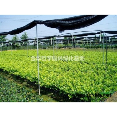 供應紅葉石楠大杯40-60公分