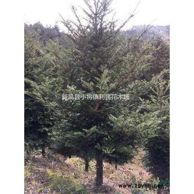雞爪槭基地 小葉雞爪槭工程苗1/5/10/15公分基地直銷