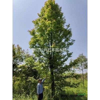 大量供應各喬種規(guī)格香樟樹，櫸樹等喬木