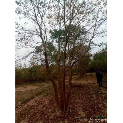 假植香樟樹