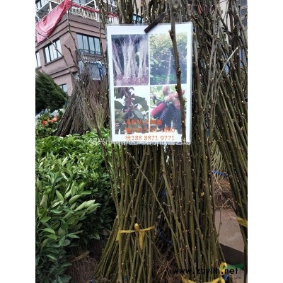 精品茶花球 冠副1米至1.5米
