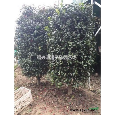 精品茶梅小杯苗