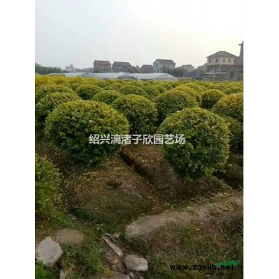 精品大香樟 自產自銷 胸徑8至35公分