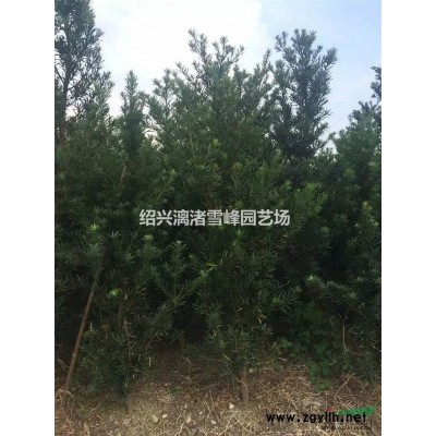 精品水蠟球  冠副80厘米至2米  自產(chǎn)自銷(xiāo)