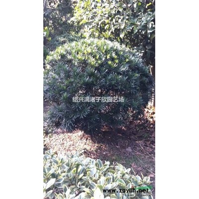 柚子 紅心蜜柚果樹苗 小苗 大苗
