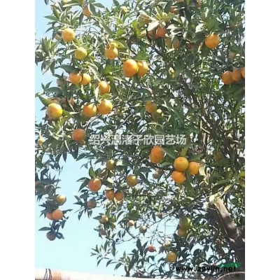 楊梅 黑炭楊梅