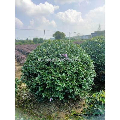 精品龜甲冬青地栽小苗 高度35厘米
